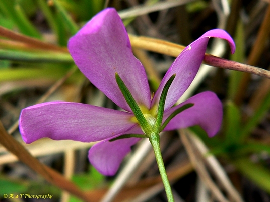 {Sabatia grandiflora}